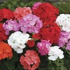 Geranium Parade 280 Medium Plug Plants (1st Delivery Period)