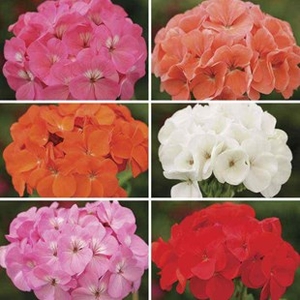 Geranium Parade Patchwork 70 Medium Plug Plants