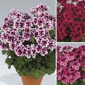 Geranium Pelargonium Candy 12 Large Plants