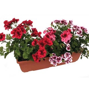 Geranium Pelargonium Candy Collection 1 Pre Planted Trough