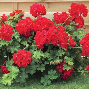 Geranium Red (Trailing) 2 Pre-Planted Hanging Baskets