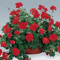 Geranium Red (Trailing) 24 Large Plants