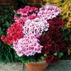 Geranium Regal Pelargonium 50 Plants + 20 FREE