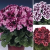 Geranium Regal Pelargonium Collection 12 Large Plants