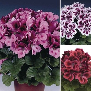 Geranium Regal Pelargonium Collection 12 Large Plants