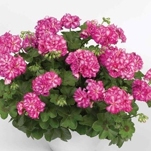 Geranium Rose Pink Bicolour (Trailing) 12 XLarge Plants