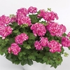 Geranium Rose Pink Bicolour (Trailing) 6 XLarge Plants