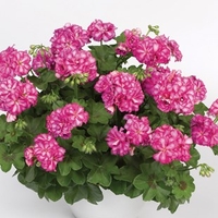 Geranium Rose Pink Bicolour (Trailing) 6 XLarge Plants