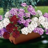 Geranium Ruby Tint Mixed (Trailing) 1 Pre-Planted Trough