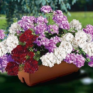 Geranium Ruby Tint Mixed (Trailing) 2 Pre-Planted Troughs