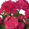 Geranium Truly Deeply 12 Large Plants