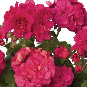 Geranium Truly Deeply 12 Large Plants