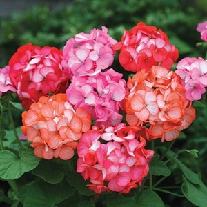 Geranium Tutti Frutti 24 Large Plants