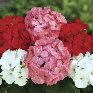 Geranium Verona Dream 12 Mega Plants