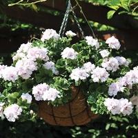 Geranium White Ivy (Trailing) 12 Large Plants