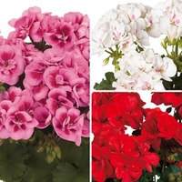 Geranium Zonal Collection 12 Large Plants