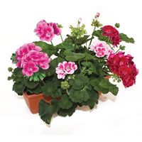 Geraniums Zonal Collection 2 Pre Planted Troughs