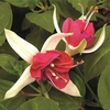 Giant Fuchsia Peachy 6 Large Plants