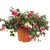 Giant Fuchsias Collection 2 Pre Planted Containers