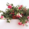 Giant Fuchsias Collection 2 Pre Planted Troughs