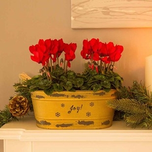 Gift 1 Gold Trough with Cyclamen
