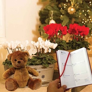 Gift 1 Silver and 1 Gold Trough with Cyclamen Diary and Teddy