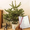 Gift Christmas LED Tree with White Pot and Diary