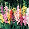 Gladioli 25 Bulbs