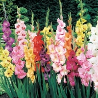 Gladioli 25 Bulbs