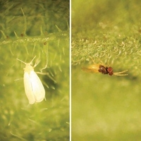 Glasshouse Whitefly: Control with 500 Encarsia Parasite