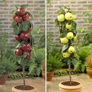 Golden Delicious & Braeburn 2 Patio Apple Trees