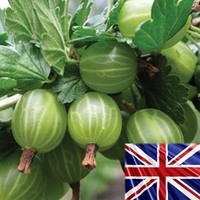 Gooseberries Invicta 3 Plants Bare Root