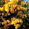 Gorse 1 Plant 3 Litre