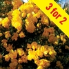 Gorse 3 Plants 9cm Pot