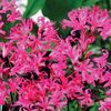 Guernsey Lilies 6 (Nerine Bowdenii) 6 Bulbs