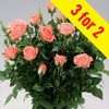Half Standard Rose Renata&174; 3 Plants 3 Litre