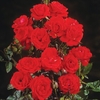 Half Standard Rose Top™ 1 Plant 3 Litre