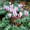Hardy Cyclamen Neapolitanum 30 Bulbs