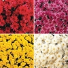 Hardy Mum (Chrysanthemums) 24 Large Plants