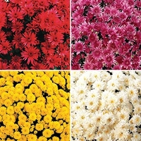 Hardy Mum (Chrysanthemums) 24 Large Plants