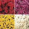 Hardy Mums (Chrysanthemums) 12 Large Plants
