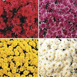 Hardy Mums (Chrysanthemums) 12 Large Plants