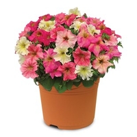 Hardy Petunia Autumn Leaves 1 Pre-Planted Container