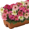 Hardy Petunia Autumn Leaves 1 Pre-Planted Trough