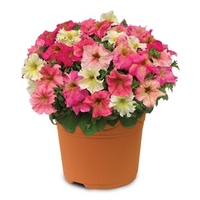 Hardy Petunia Autumn Leaves 2 Pre-Planted Containers Delivery Period 2