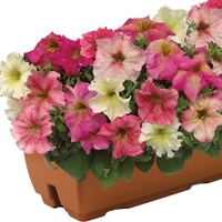 Hardy Petunia Autumn Leaves 2 Pre-Planted Troughs