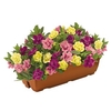 Hawaiian My Sweetheart Mix 2 Pre-Planted Troughs