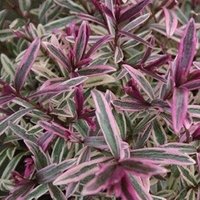 Hebe Heartbreaker 1 Plant 9cm Pot