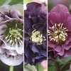 Hellebore Double Ellen Collection 3 Plants 9cm Pot