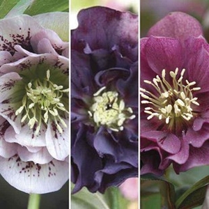 Hellebore Double Ellen Collection 3 Plants 9cm Pot